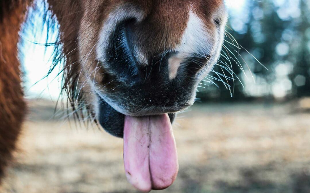 Das Leben ist kein Ponyschlecken